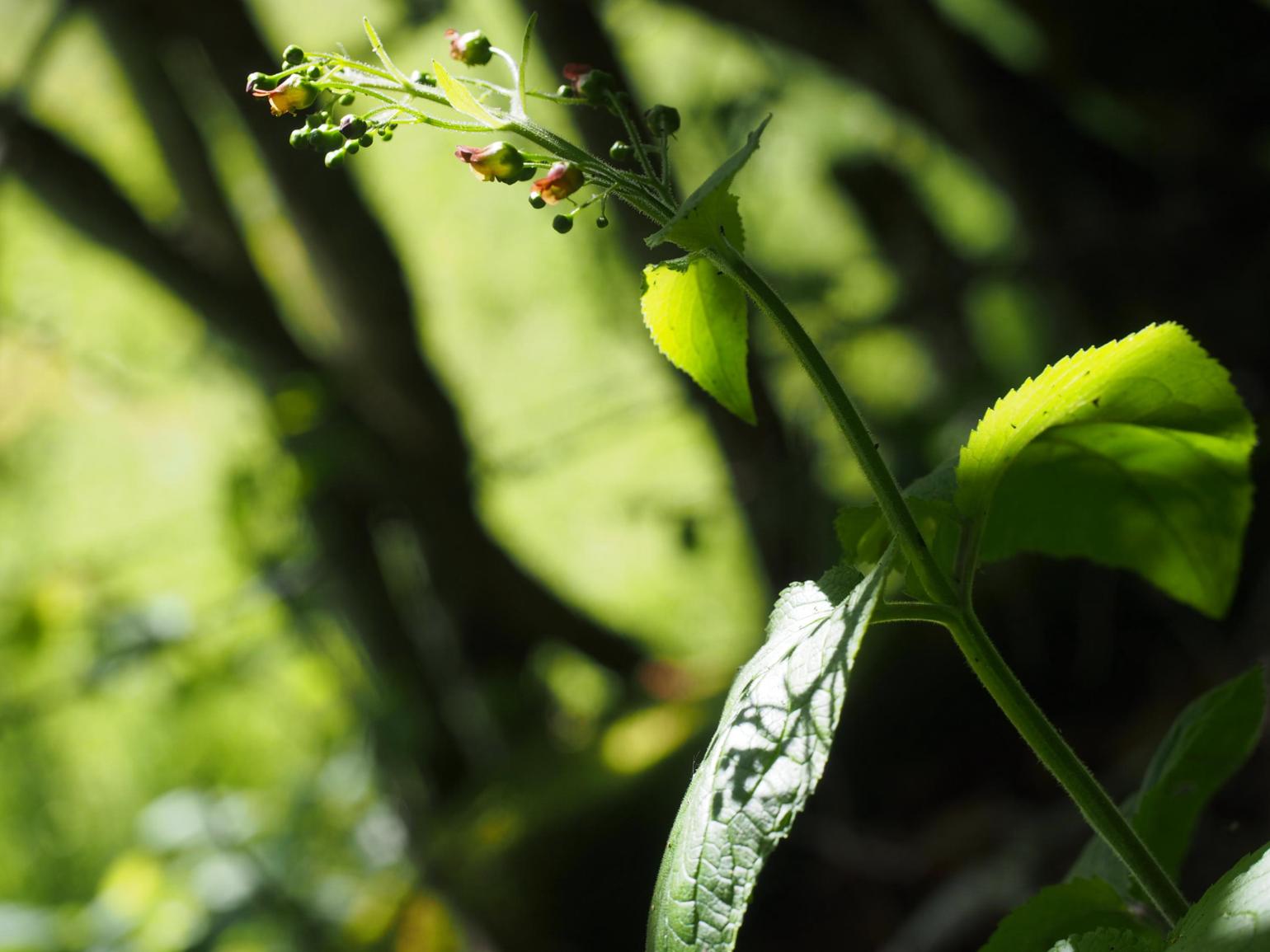 Figwort, Alpine